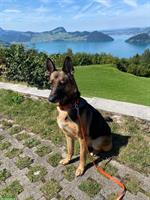 NOTFELL: Schäferhündin Bella sucht dringend ihre Familie
