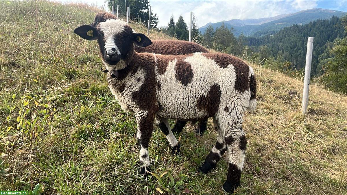 Tschägg Widder zu verkaufen