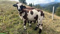 Tschägg Widder zu verkaufen