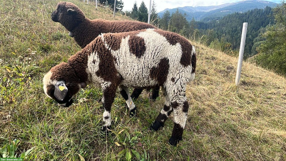 Bild 3: Tschägg Widder zu verkaufen