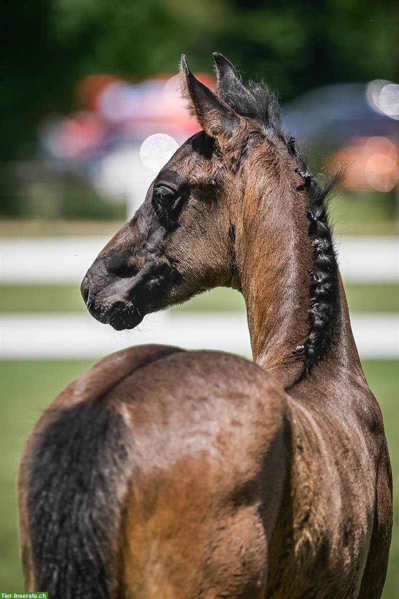 Bild 8: Tolles Hengstfohlen zu verkaufen