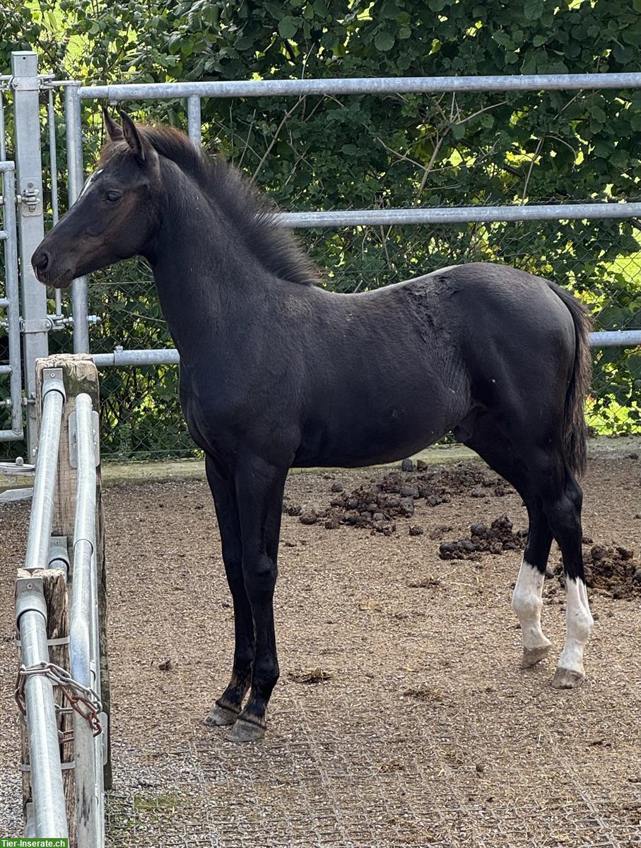 Bild 9: Tolles Hengstfohlen zu verkaufen