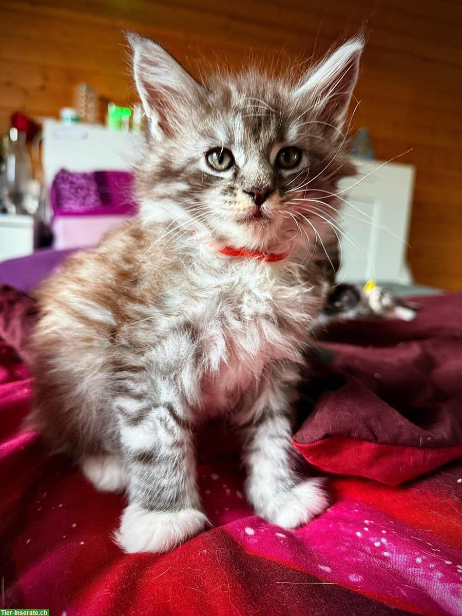 Maine Coon Kitten zu vergeben