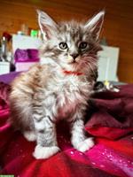 Maine Coon Kitten zu vergeben