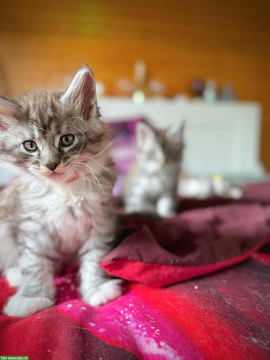 Bild 2: Maine Coon Kitten zu vergeben