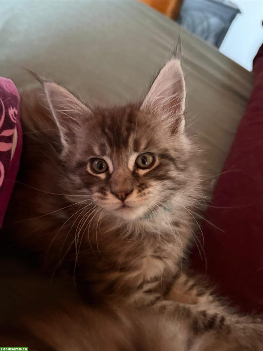 Bild 3: Maine Coon Kitten zu vergeben