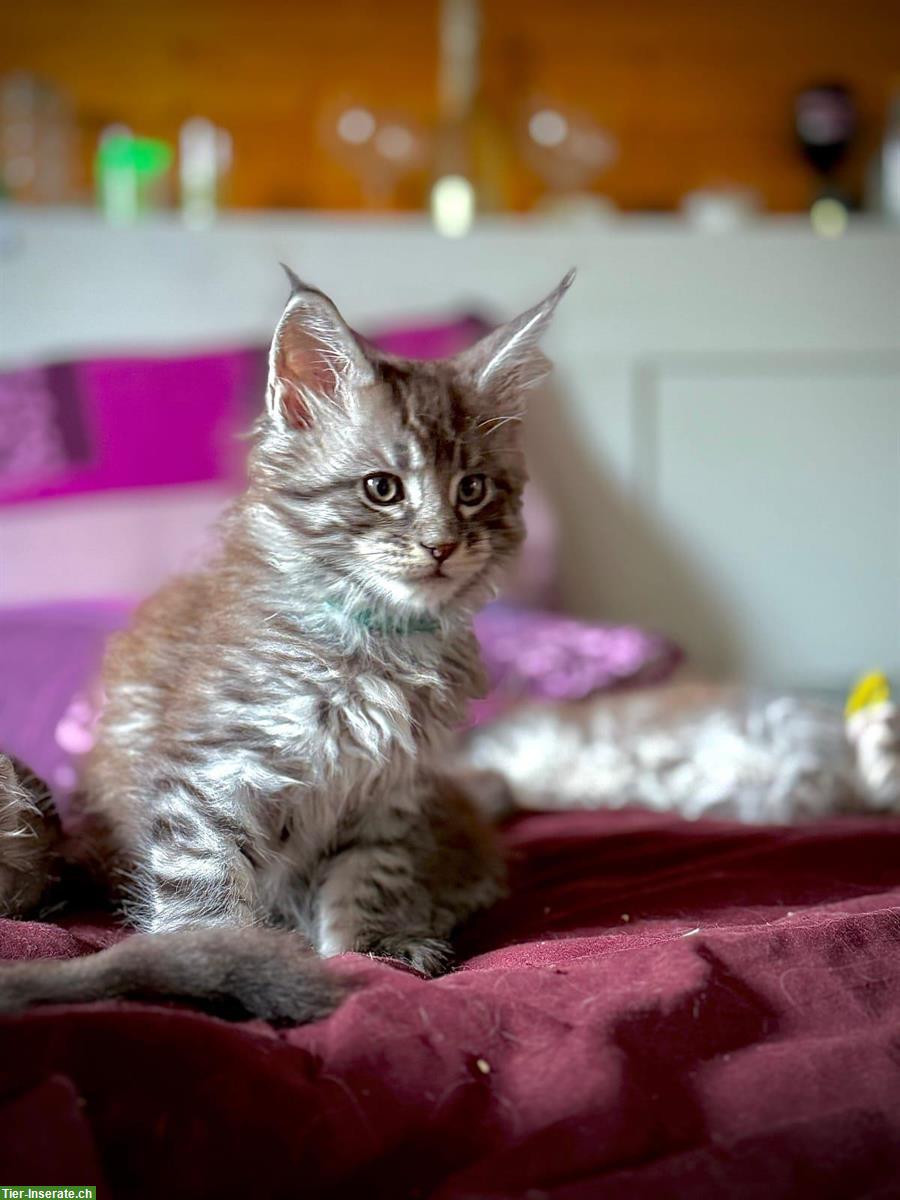 Bild 4: Maine Coon Kitten zu vergeben