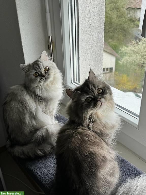 Perser Katzen suchen ein neues Zuhause
