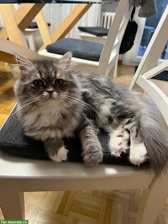 Bild 2: Perser Katzen suchen ein neues Zuhause
