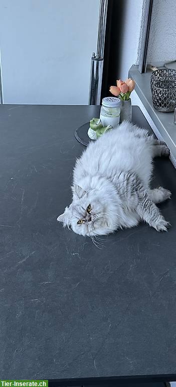 Bild 5: Perser Katzen suchen ein neues Zuhause