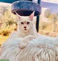 Maine Coon Kastratin mit Stammbaum