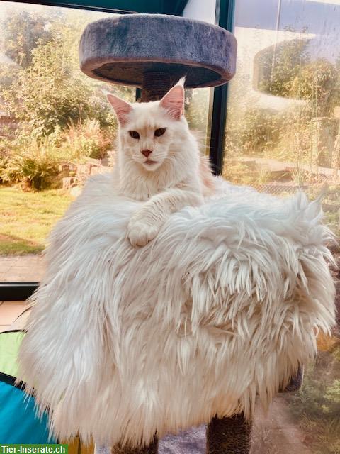 Bild 2: Maine Coon Kastratin mit Stammbaum