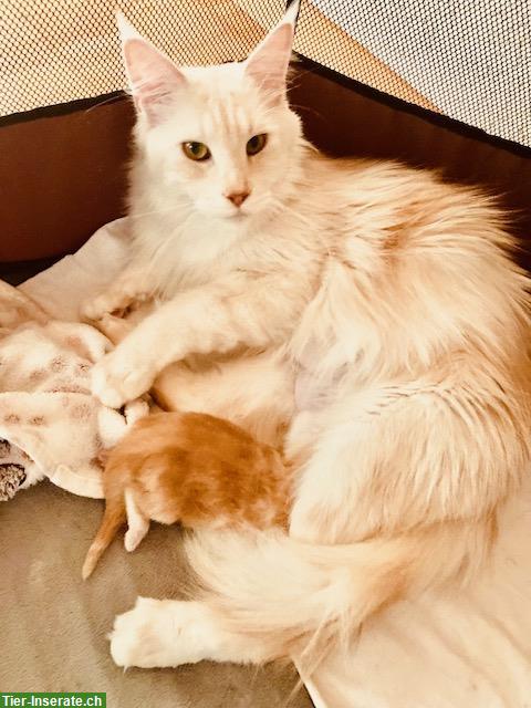 Bild 3: Maine Coon Kastratin mit Stammbaum