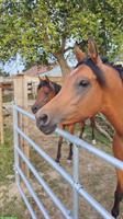 Stallhilfe für Pferde in Privathaltung im Elsass (Frankreich) gesucht