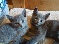 Junge Russisch Blau Katze, reinrassig