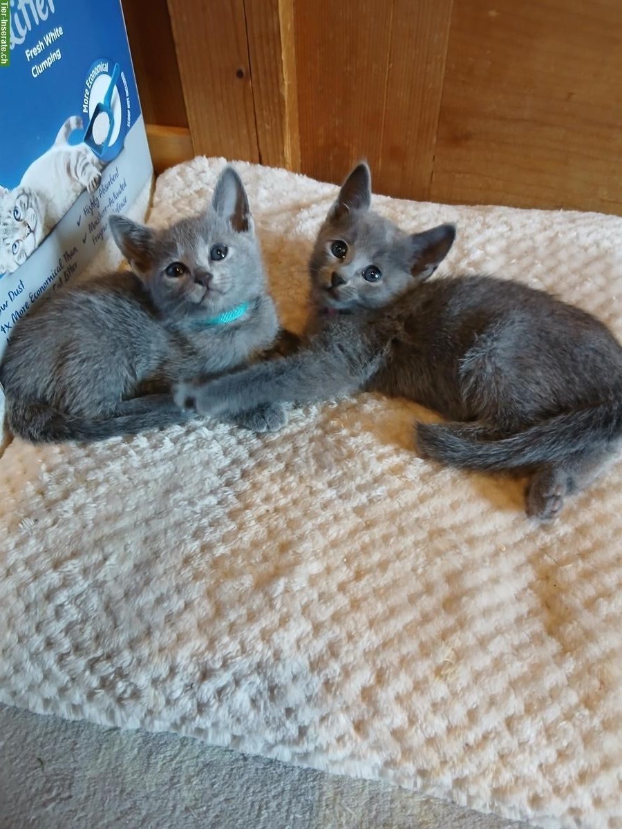 Bild 3: Junge Russisch Blau Katze, reinrassig