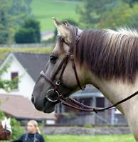 Schönes Allrounder-Pony sucht Lebensplatz