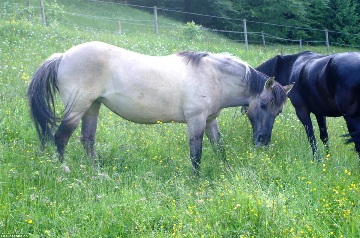 Bild 2: Schönes Allrounder-Pony sucht Lebensplatz