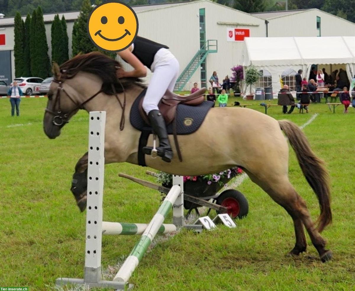 Bild 3: Schönes Allrounder-Pony sucht Lebensplatz