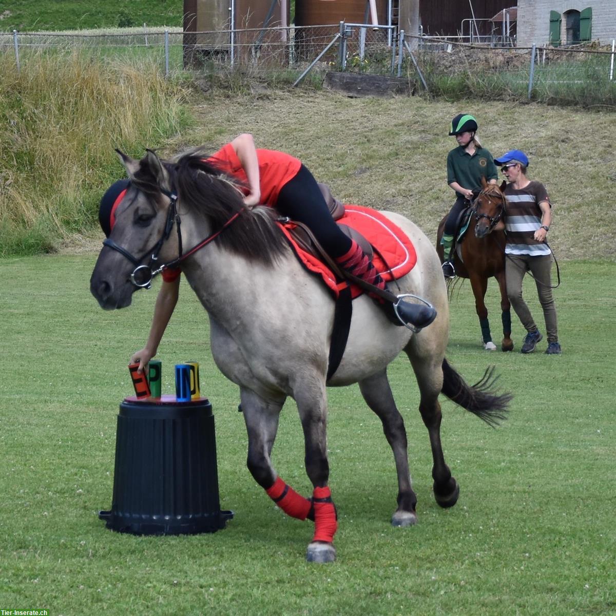 Bild 4: Schönes Allrounder-Pony sucht Lebensplatz