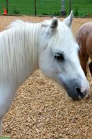 1a Kinderpony sucht neuen Wirkungskreis