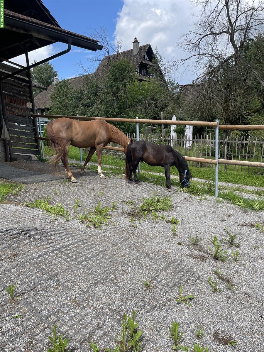 Ferienjob/Wochenendjob im Pferdestall
