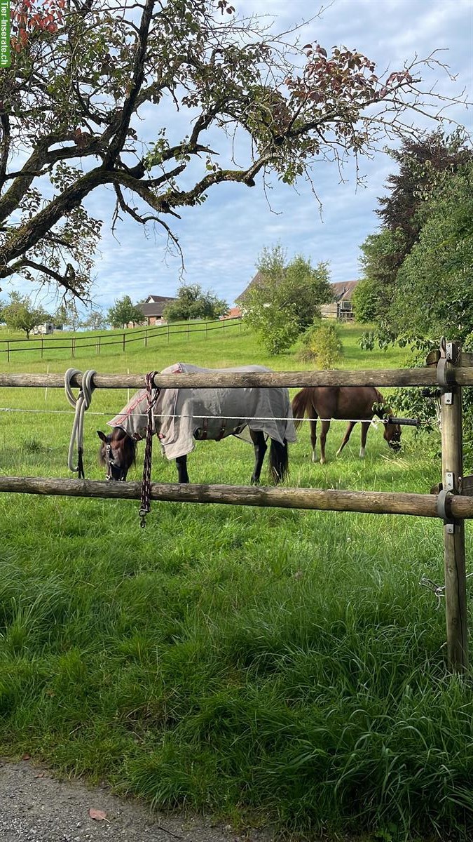 Bild 5: Ferienjob/Wochenendjob im Pferdestall