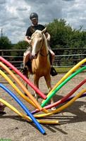 Biete Reitbeteiligung an Kinski-Warmblut in Mettmenstetten