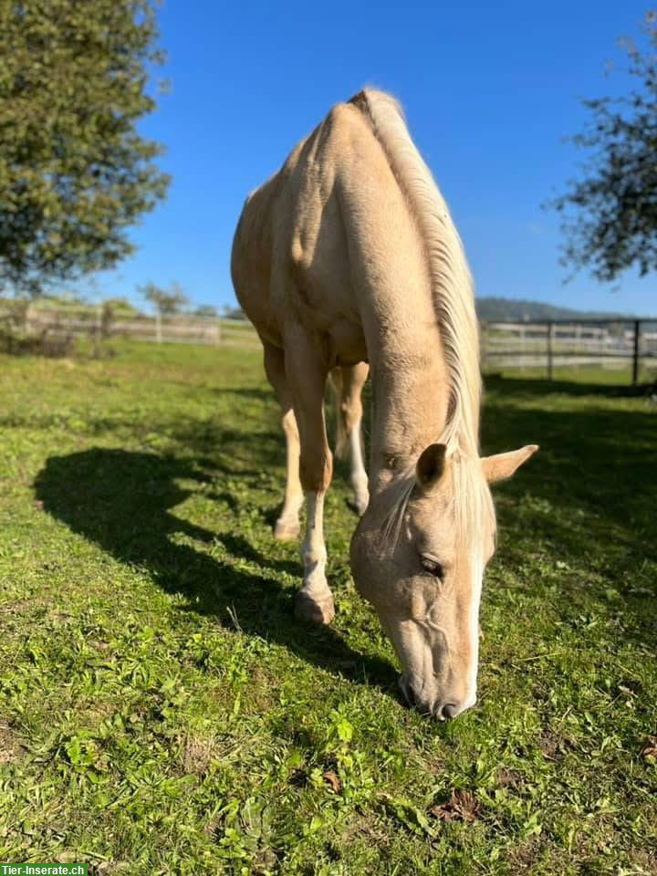 Bild 2: Biete Reitbeteiligung an Kinski-Warmblut in Mettmenstetten