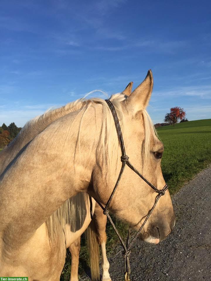 Bild 3: Biete Reitbeteiligung an Kinski-Warmblut in Mettmenstetten