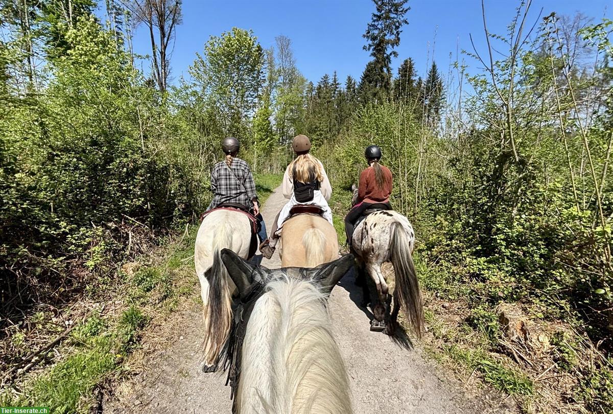 Bild 4: Biete Reitbeteiligung an Kinski-Warmblut in Mettmenstetten