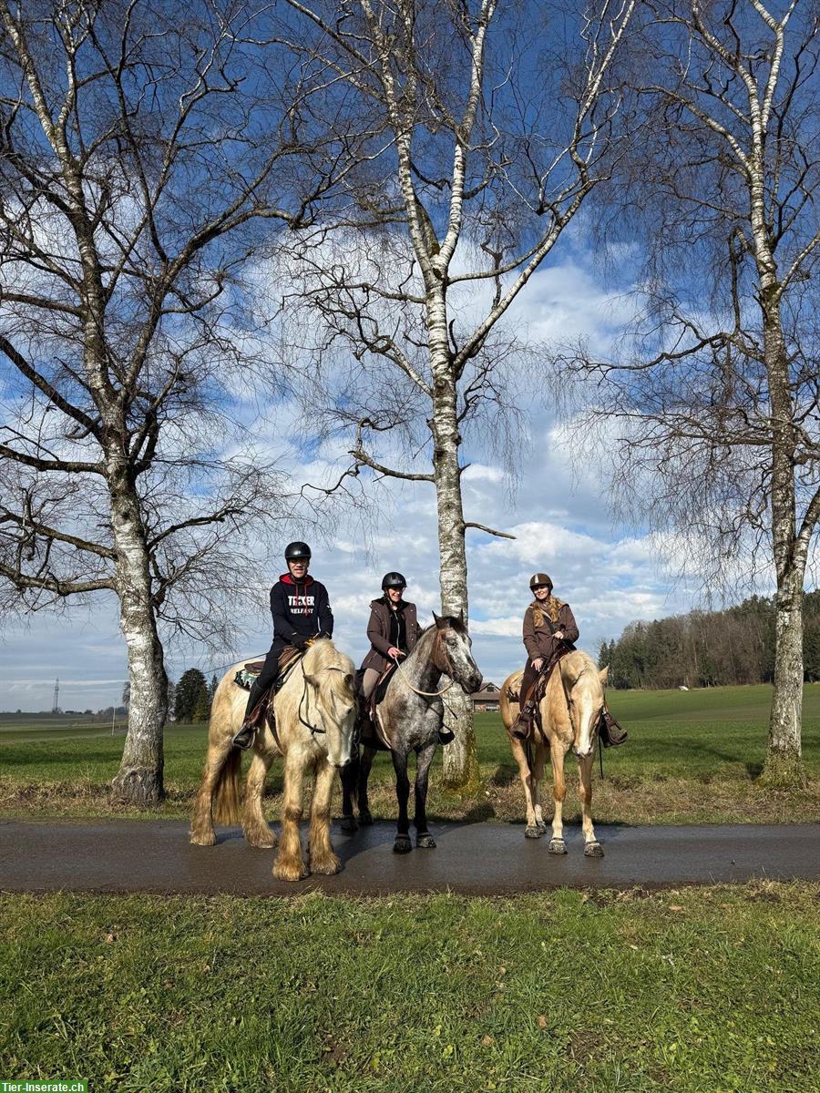 Bild 5: Biete Reitbeteiligung an Kinski-Warmblut in Mettmenstetten