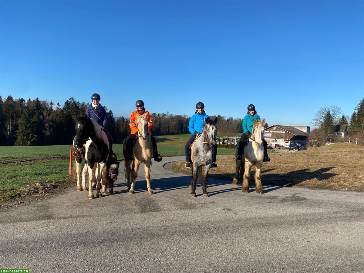 Bild 6: Biete Reitbeteiligung an Kinski-Warmblut in Mettmenstetten