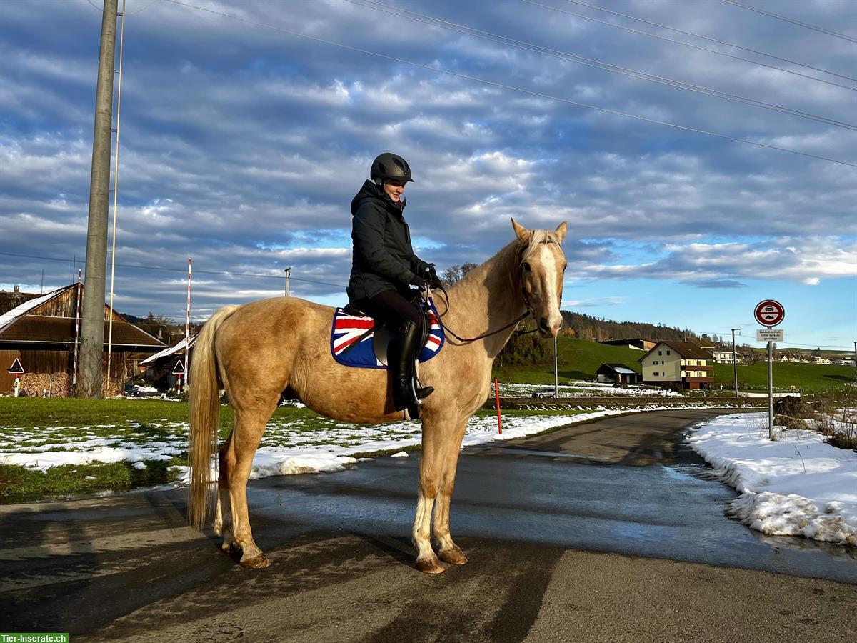 Bild 8: Biete Reitbeteiligung an Kinski-Warmblut in Mettmenstetten