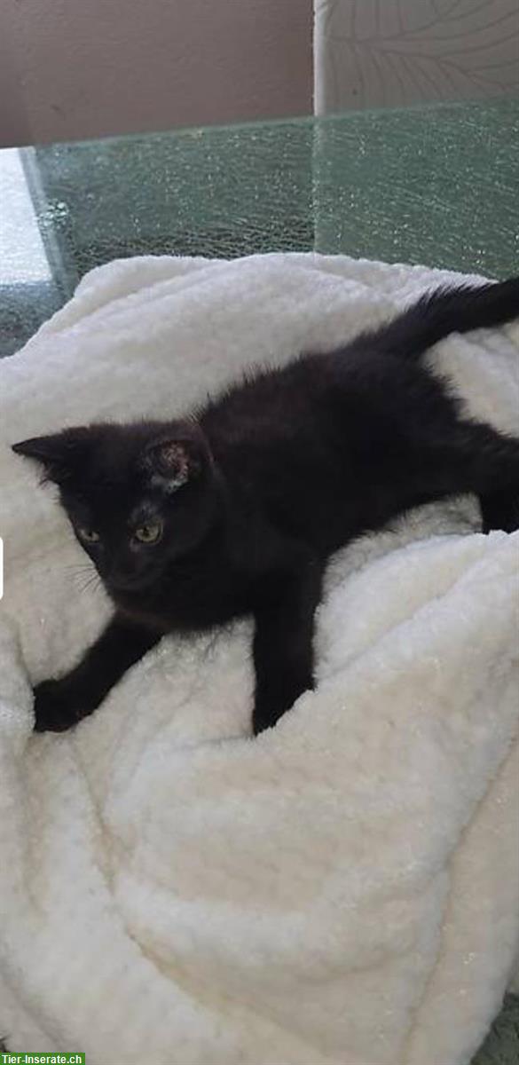 Bild 2: Katzenbabys Mischlinge zu vergeben