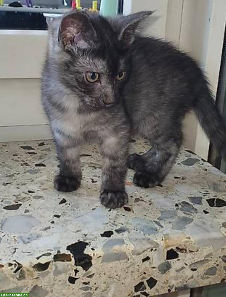 Bild 3: Katzenbabys Mischlinge zu vergeben