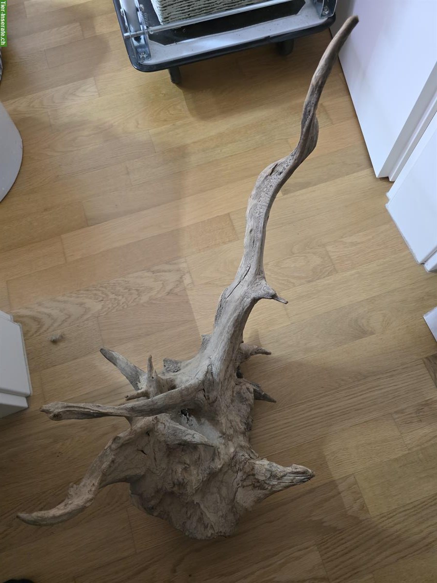 Bild 2: Terrarien Deko-Hölzer zu verkaufen