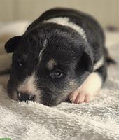 5 Borador Welpen zu verkaufen