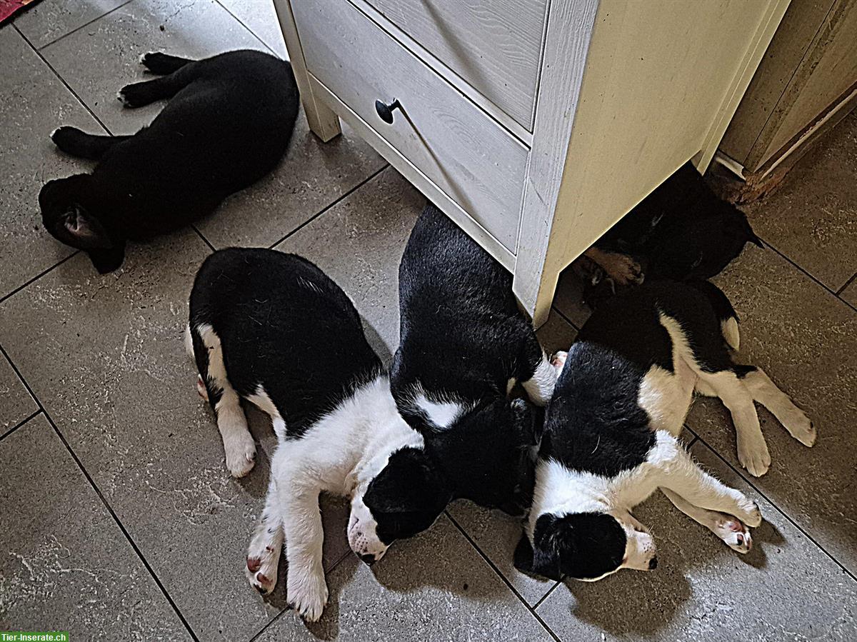 Bild 6: 5 Borador Welpen zu verkaufen