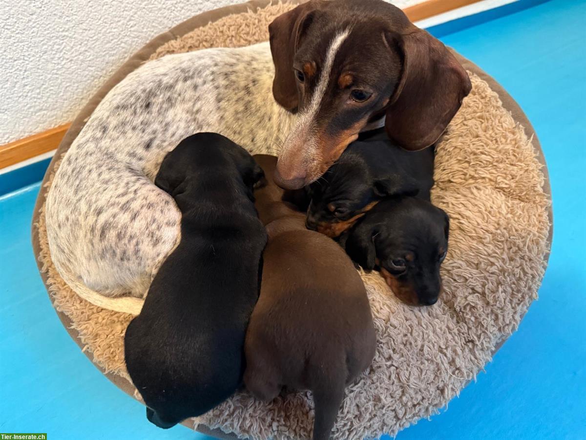 Junge Dackel Welpen, Rüden zu verkaufen