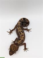 1.1 Cyrtodactylus Elok zu verkaufen