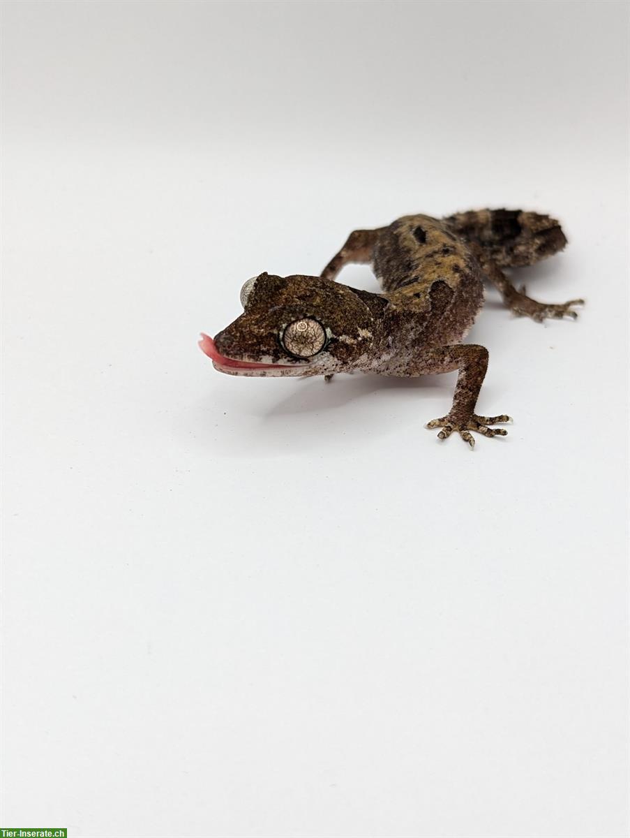 Bild 2: 1.1 Cyrtodactylus Elok zu verkaufen