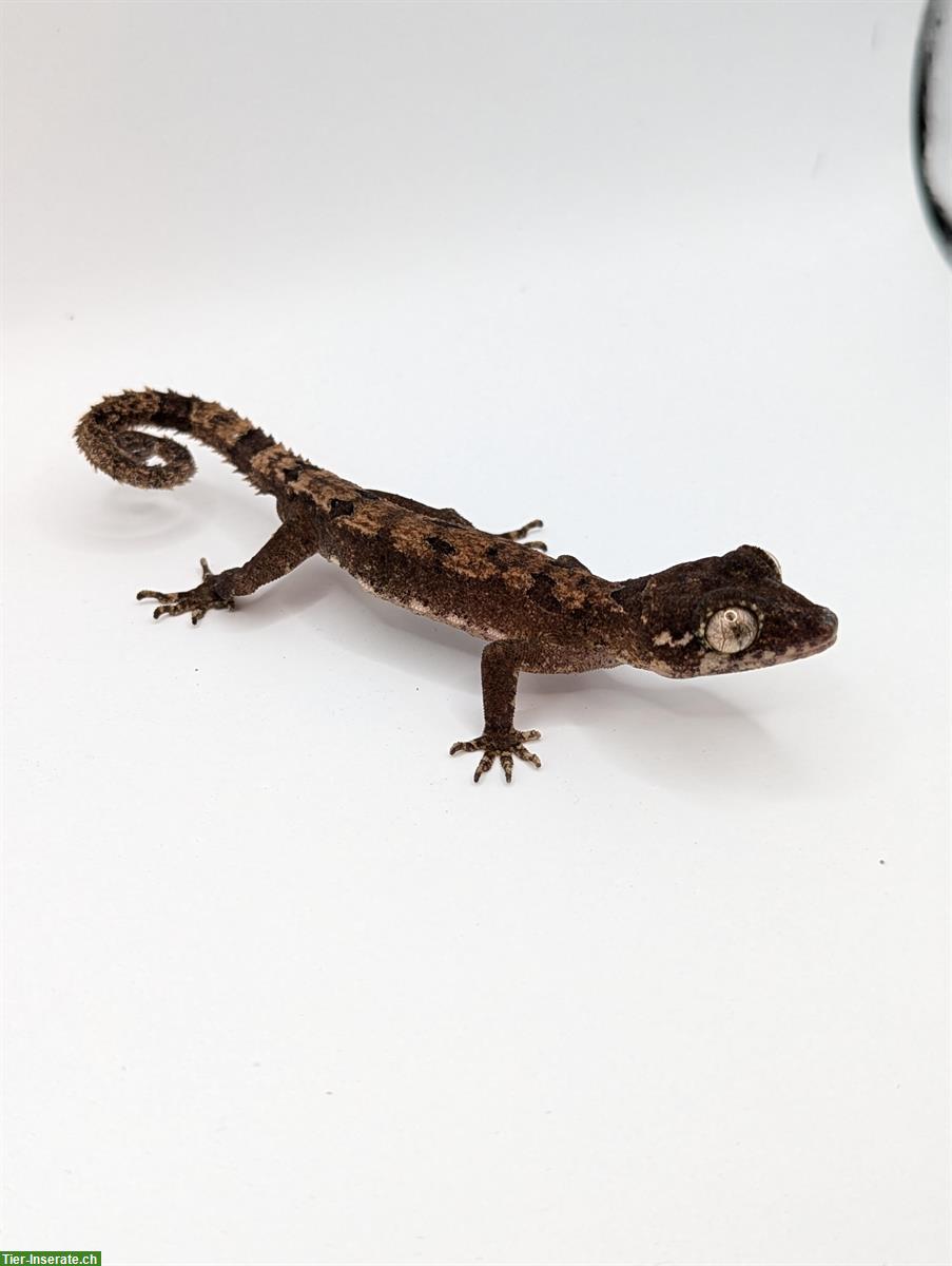 Bild 3: 1.1 Cyrtodactylus Elok zu verkaufen