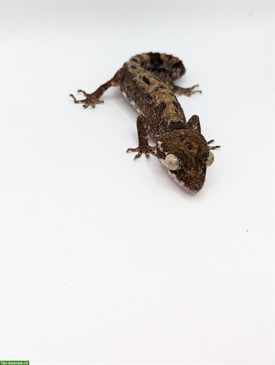 Bild 4: 1.1 Cyrtodactylus Elok zu verkaufen