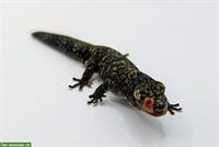 1.0 Eurydactylodes Vieillardi zum Verkauf