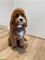 Bezaubernde English Cockerdoodle Welpen