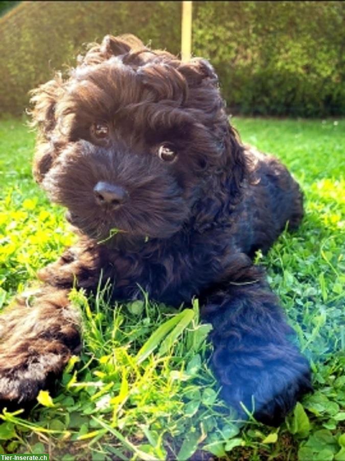 Bild 2: Bezaubernde English Cockerdoodle Welpen