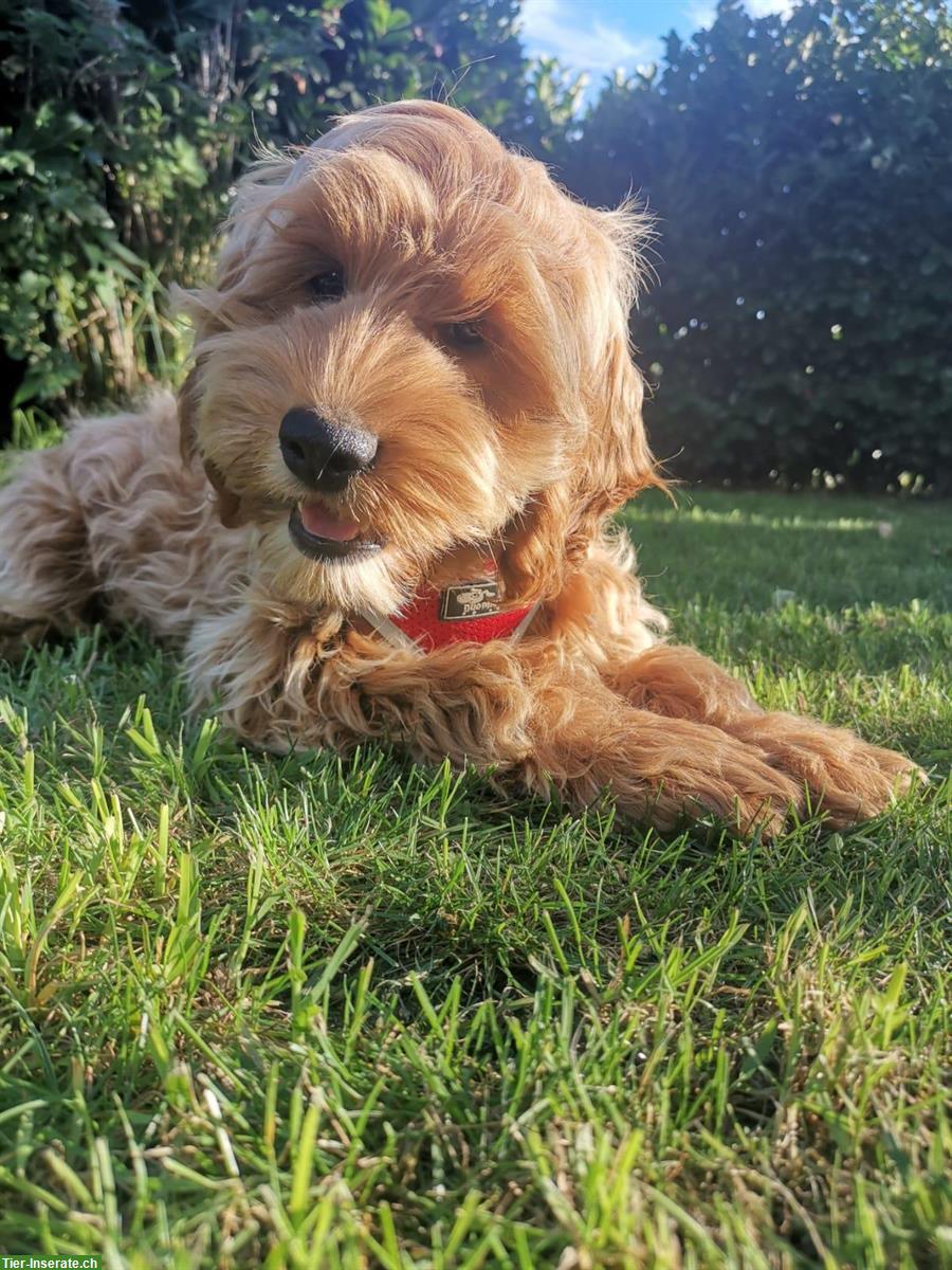 Bild 4: Bezaubernde English Cockerdoodle Welpen