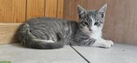 Sehr schöner, lieber Kater vom Bauernhof