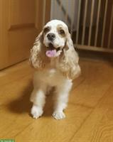 Bildhübsche American Cocker Spaniel Hündin